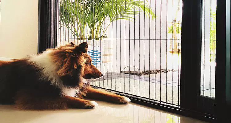 Sliding Screen Pet Door Repair in Ocoee, FL