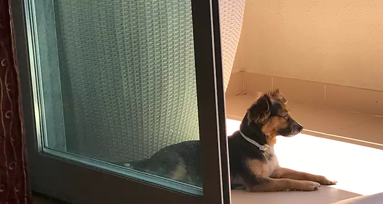 French Door Pet Screen Repair in Ocoee, FL